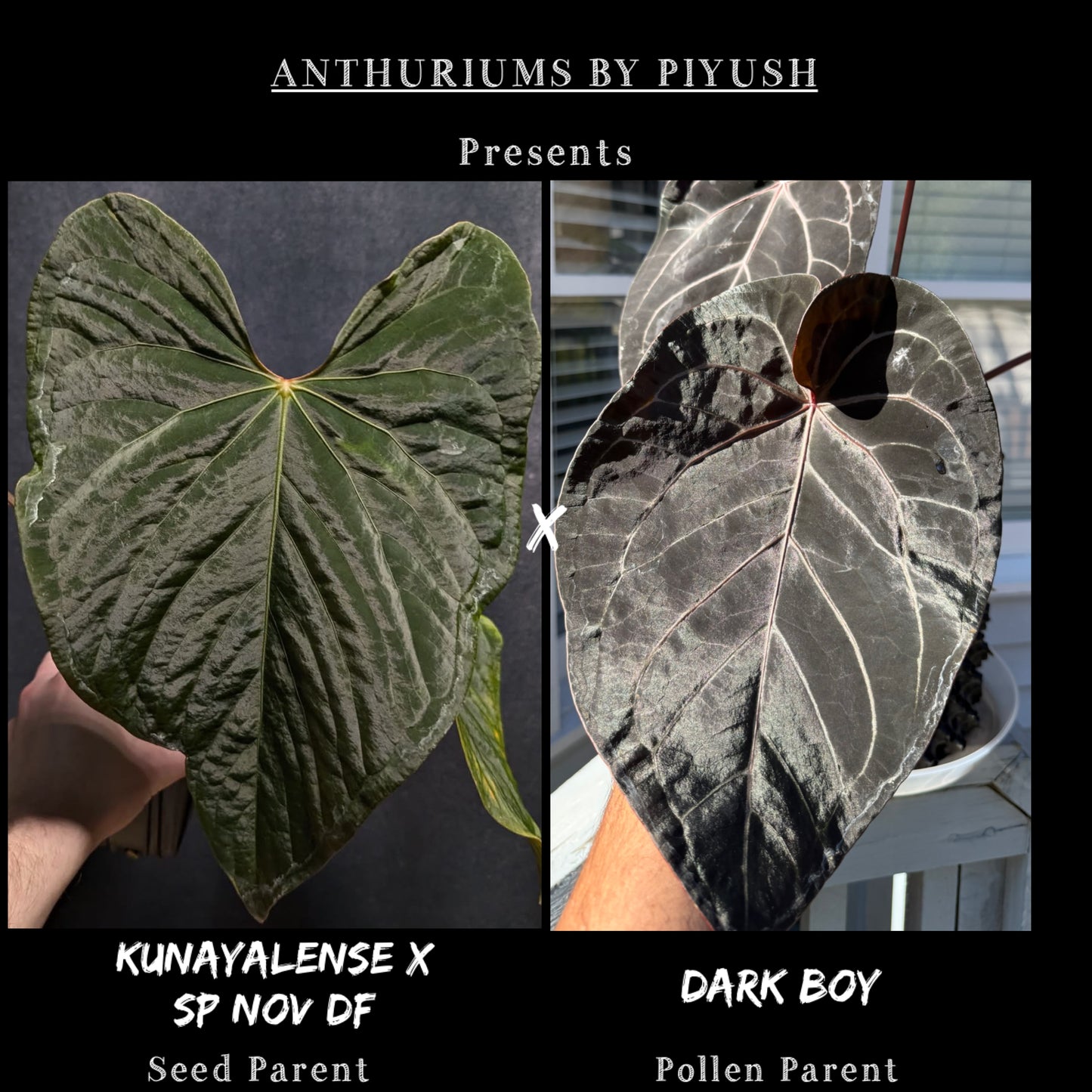 Set of 2 Anthurium (Kunayalense X SP Nov Df) X Dark Boy - Germinated Seeds