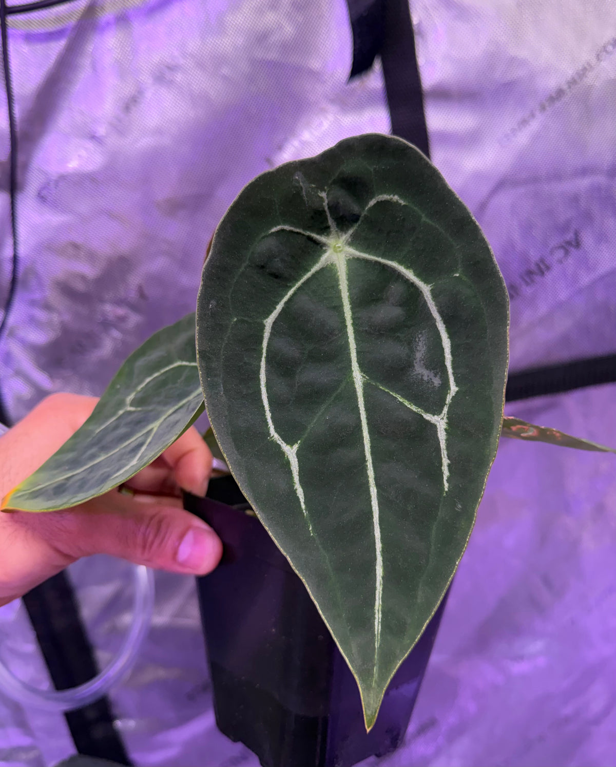 Anthurium Demon x Devil Select