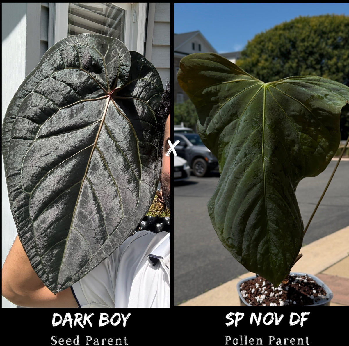 Anthurium Dark Boy X SP Nov Df