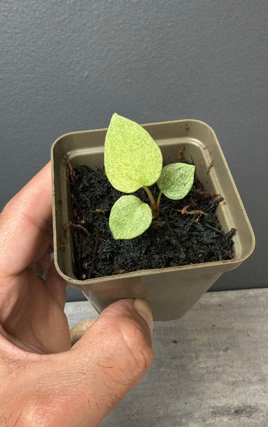 Variegated Red Vein Dark Phonix x Mr WorldWide