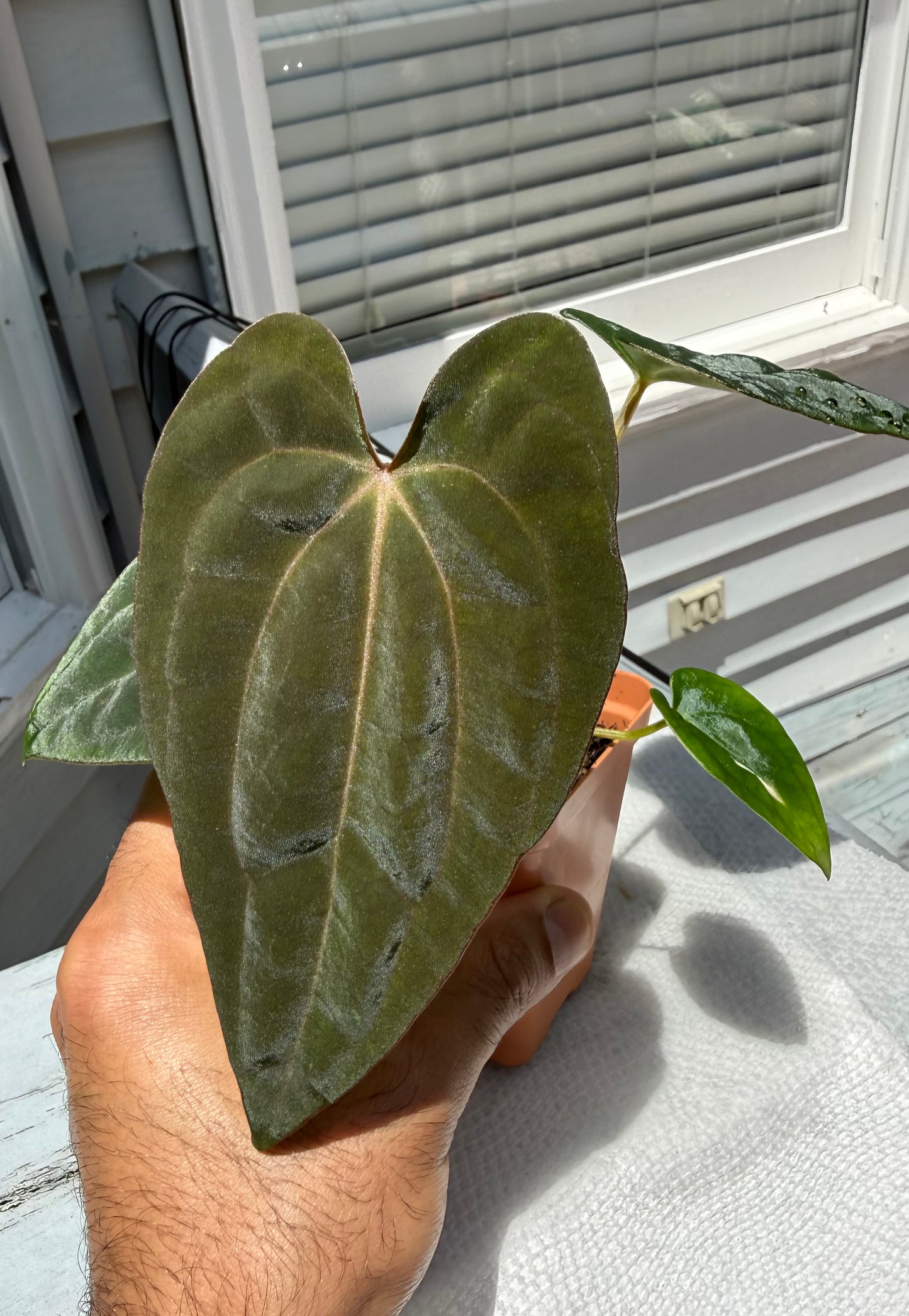 Anthurium (Dress Carla x BVEP) X Carla FSRL - Super Select