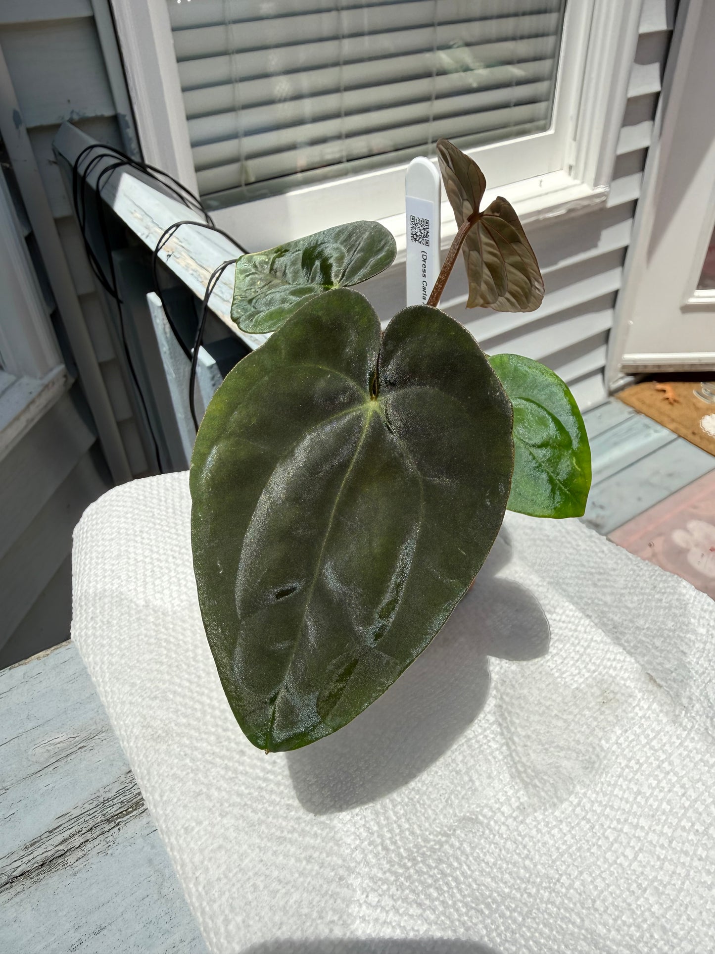 Anthurium (Dress Carla x Dress BVEP) X BVEP - Super Dark A