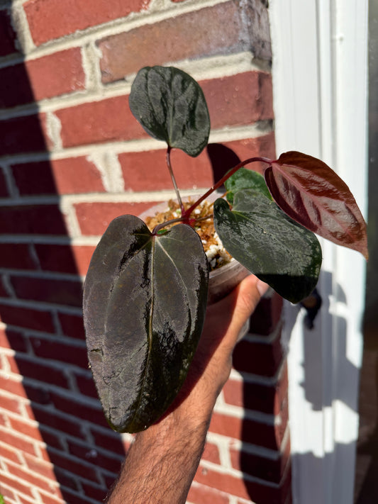 Anthurium Portillae “Dorito” from seed - Offset