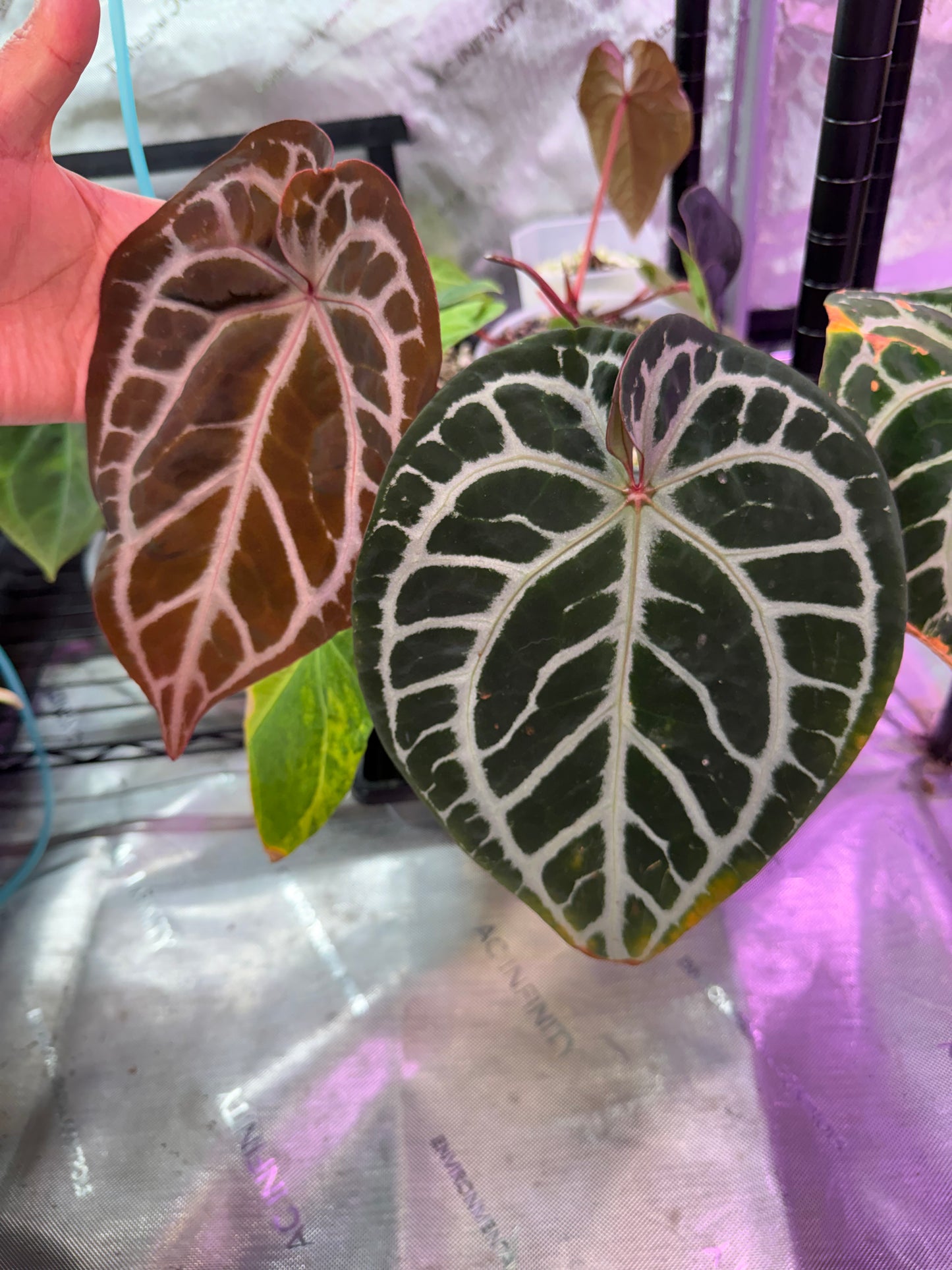 Anthurium Pink Lemonade S1 X Demon