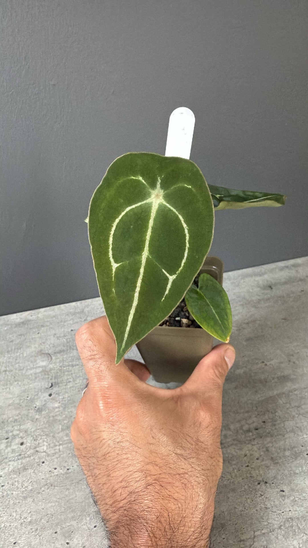 Anthurium Demon S1 - Select B