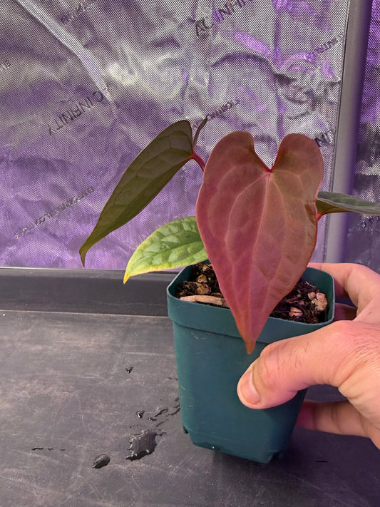 Anthurium (Forgetti x Luxurians) X Demon - Select E