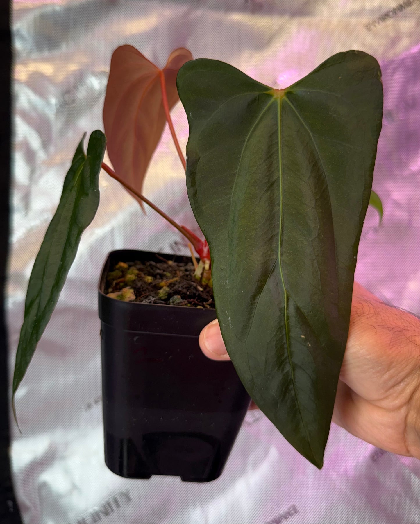 Anthurium Dagger Port-Select C