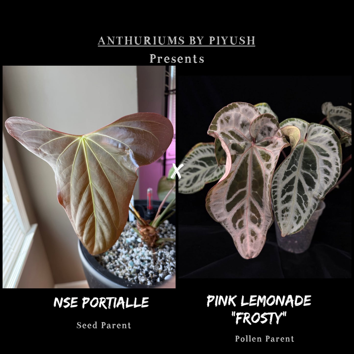 Set of 2 - Anthurium NSE Portialle X Frost Pink Lemonade