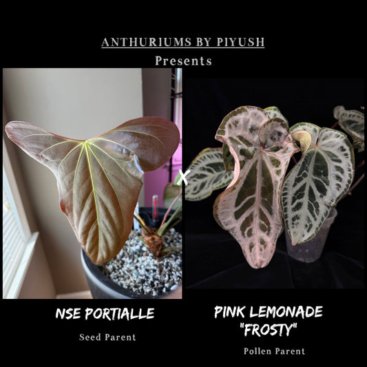 Set of 2 - Anthurium NSE Portialle X Frost Pink Lemonade
