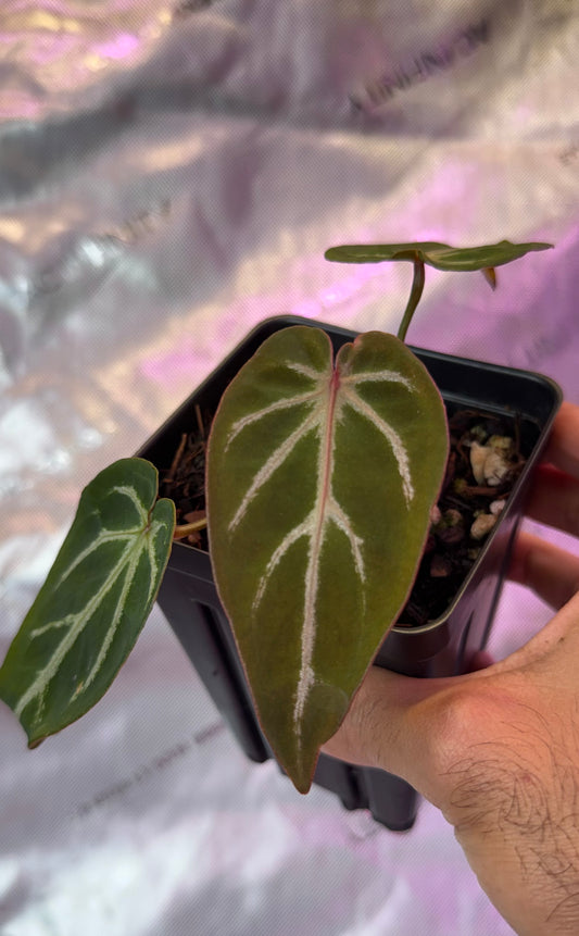 Anthurium Fishbone