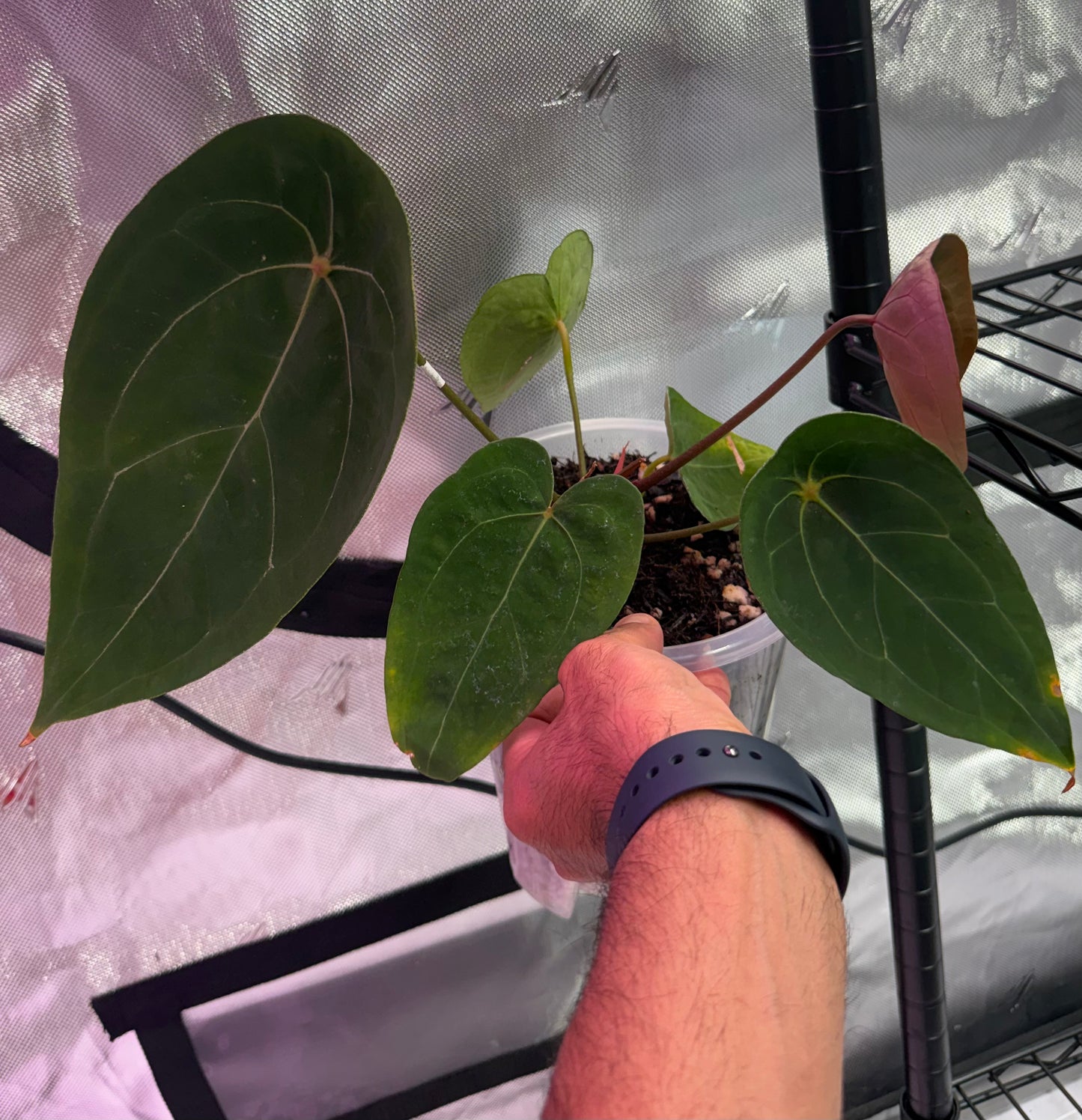 Anthurium Red Spider