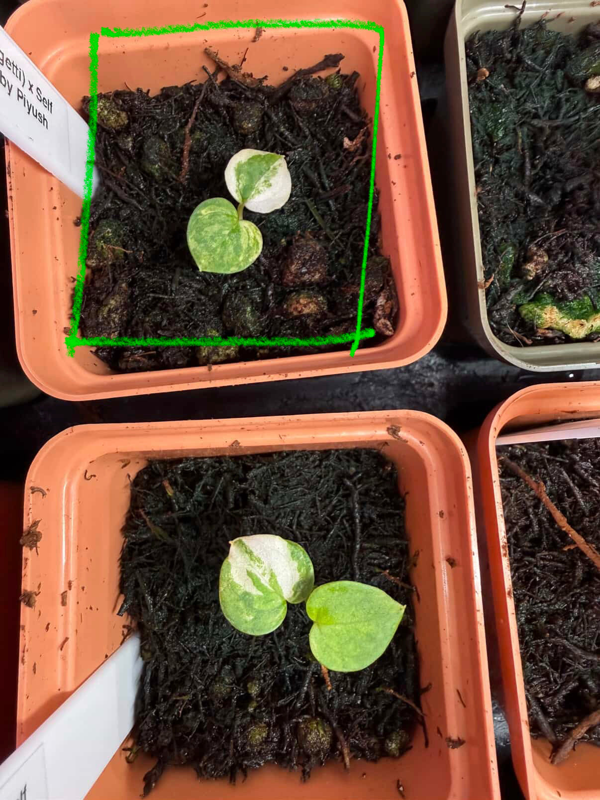 Custom Order -Variegated