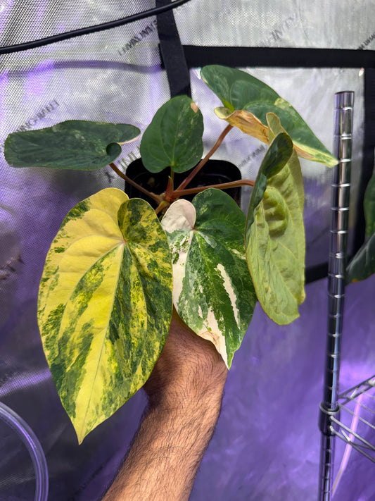 Varigated Anthurium Papillilaminum X (Dressleri Rg x Windy) by Moses