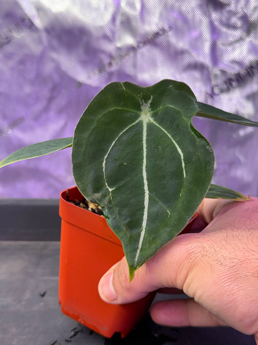 Anthurium Demon x Devil - Showing Vertical Veins
