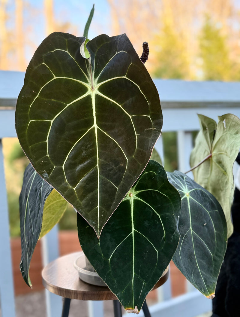 Anthurium Demon (Forgetti x Carlablackiae ‘Amanda’)