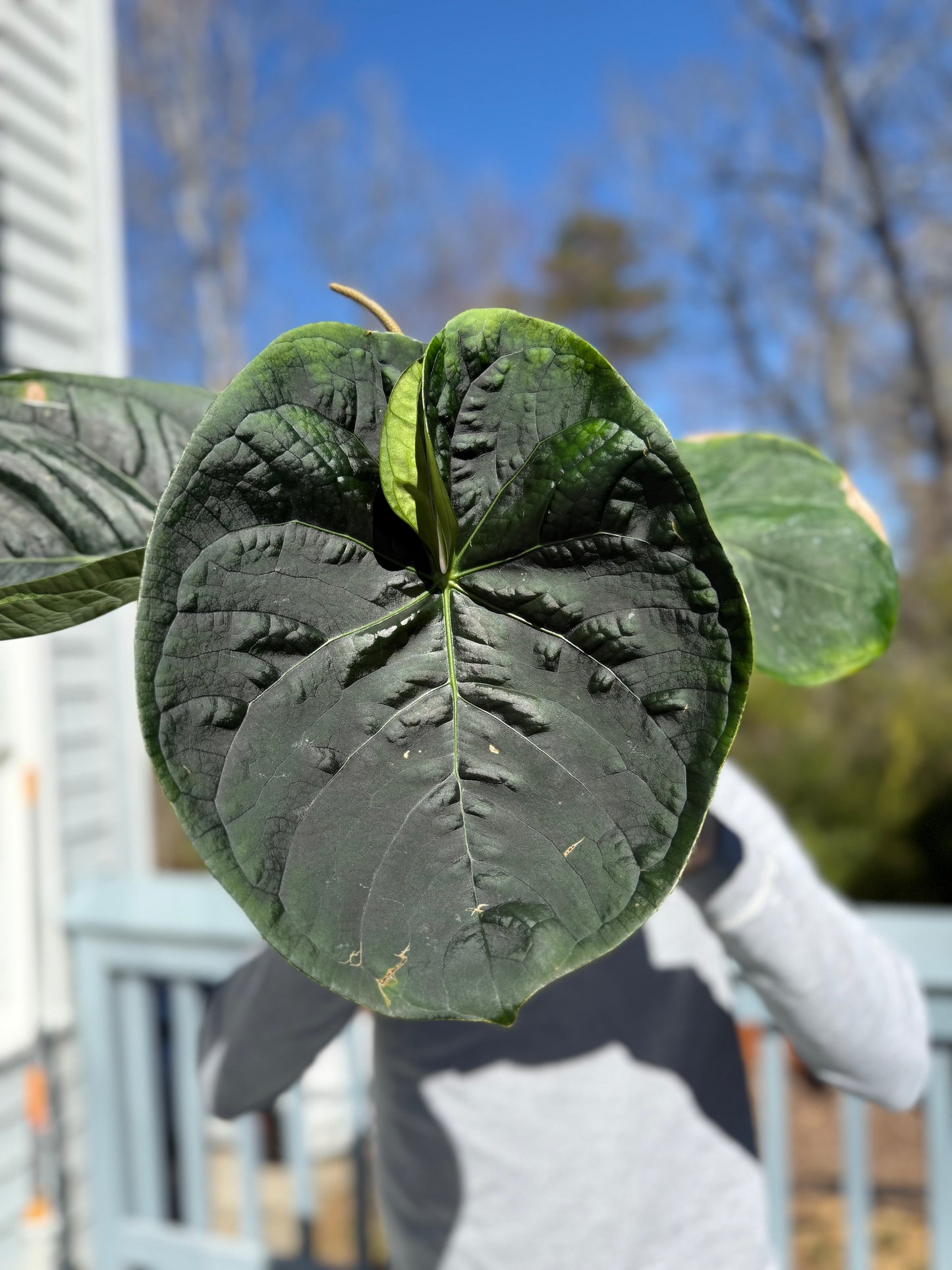 Anthurium (Dorayaki x Luxurians) X Devil Select Silvery