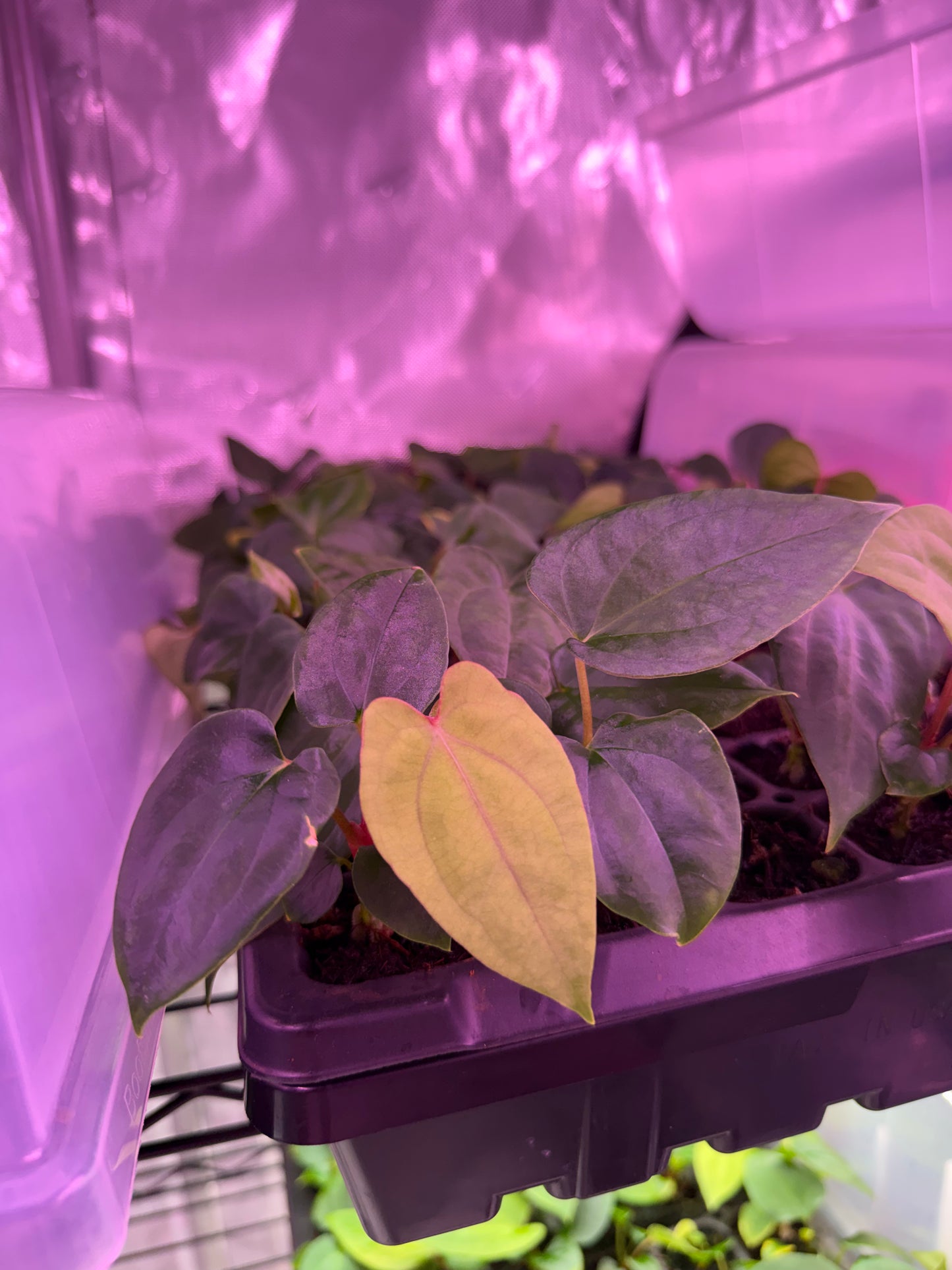 Anthurium RVDP S1