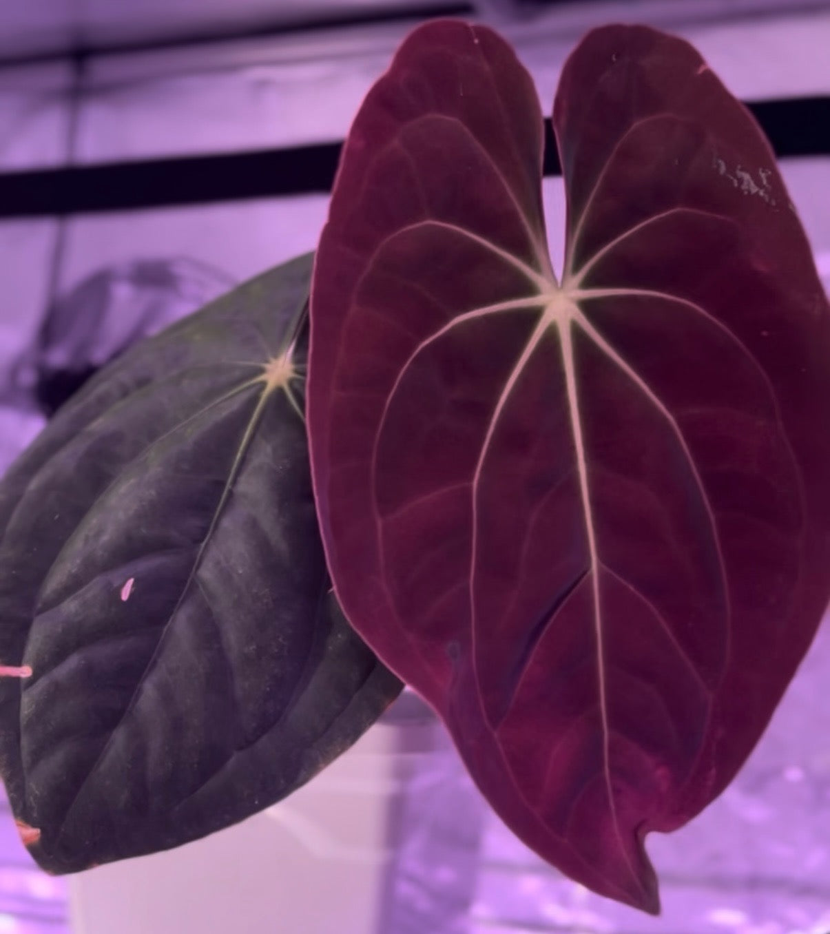 Anthurium papillilaminum 'Guna Yala' x Devil Select B