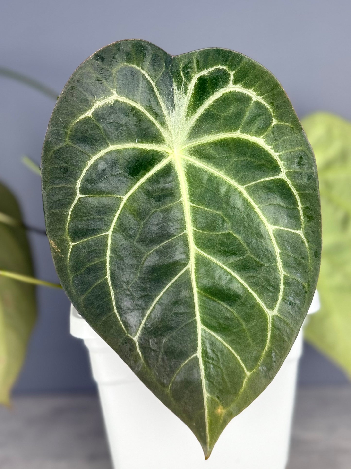 Anthurium RhinoSkin x Devil - Vertical Veins