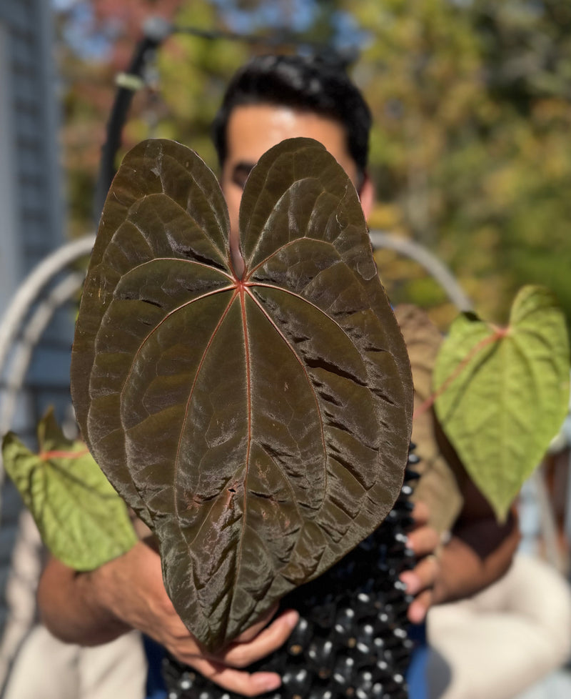 Anthurium 'Red Vein Dark Phoenix'