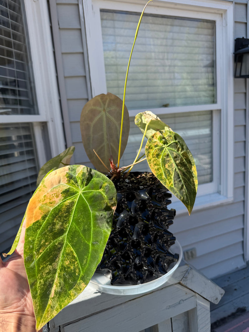 Variegated Anthurium Forgetii