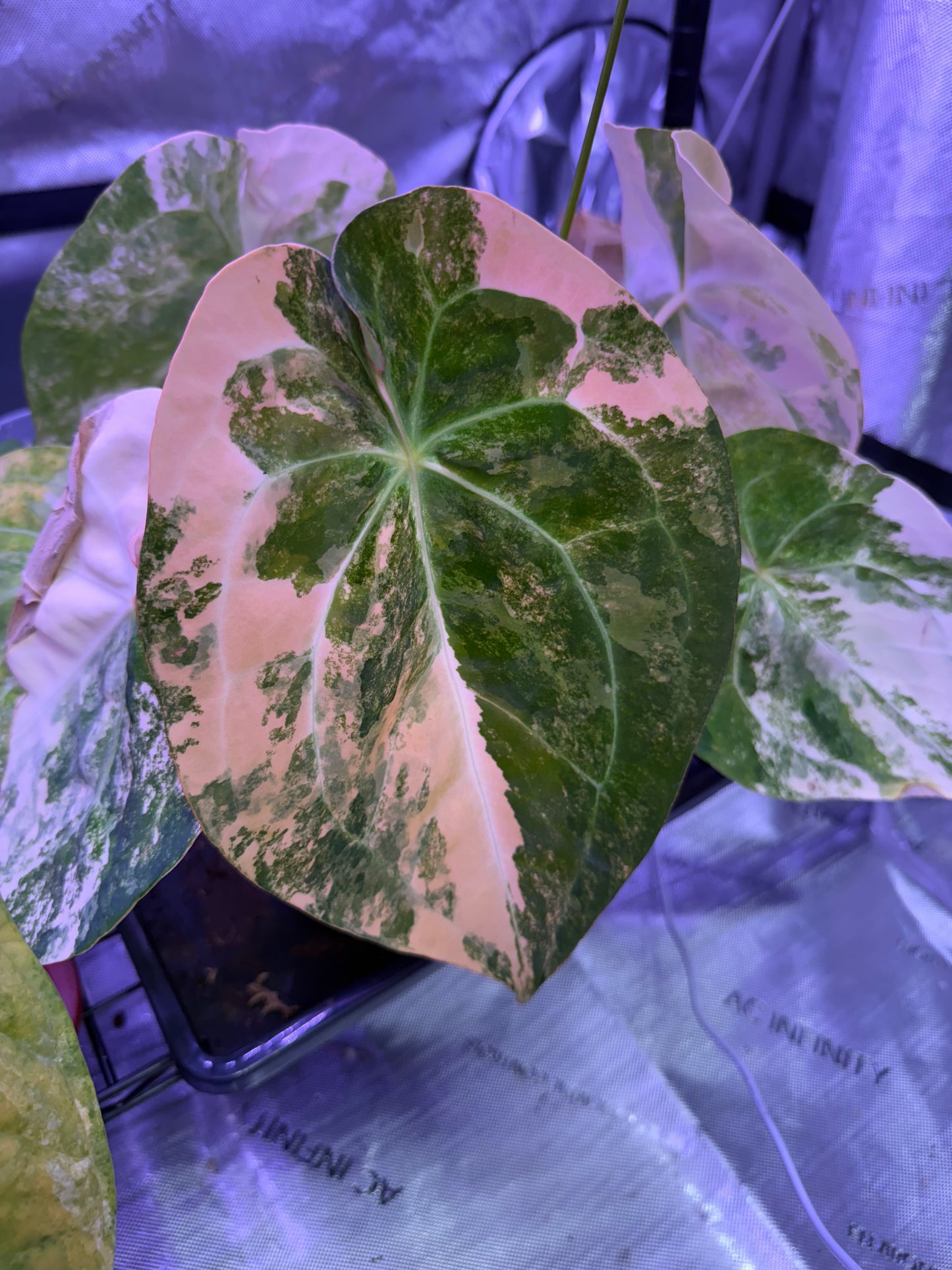 Variegated Anthurium Round Girl Self