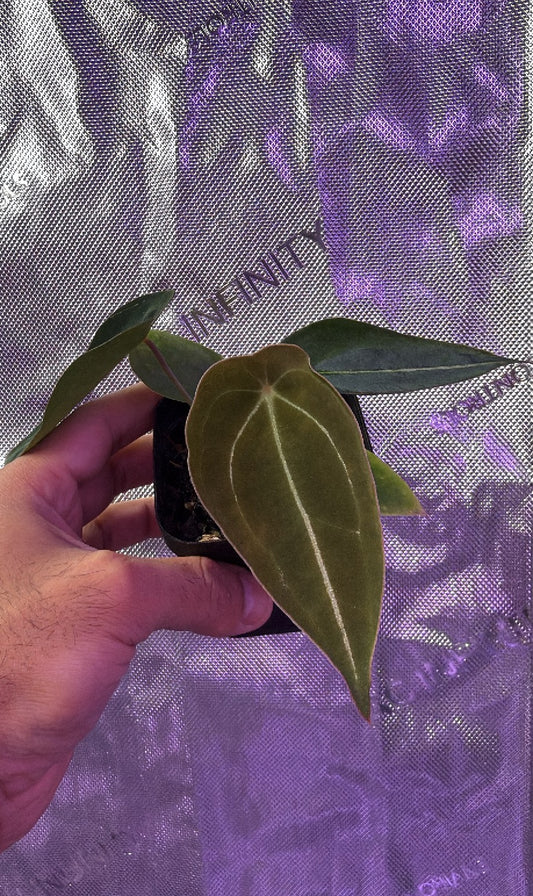 Anthurium Demon x Devil - Vertical Veins