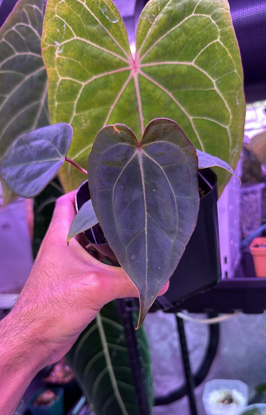 Lost Tag - Super Dark and Unique