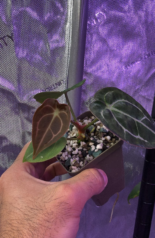 Anthurium Demon S1 - Select B