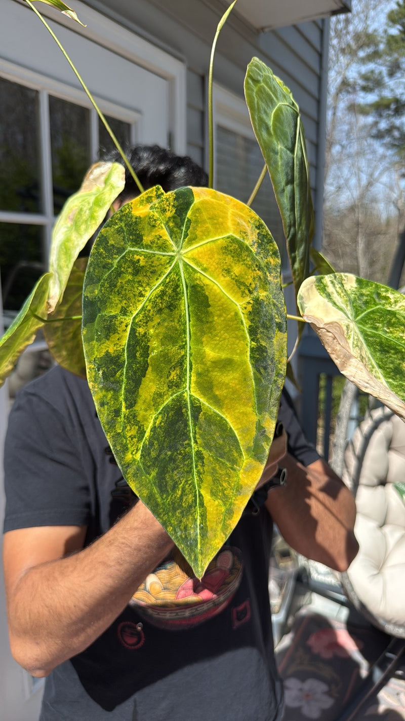 Variegated Anthurium Forgetii