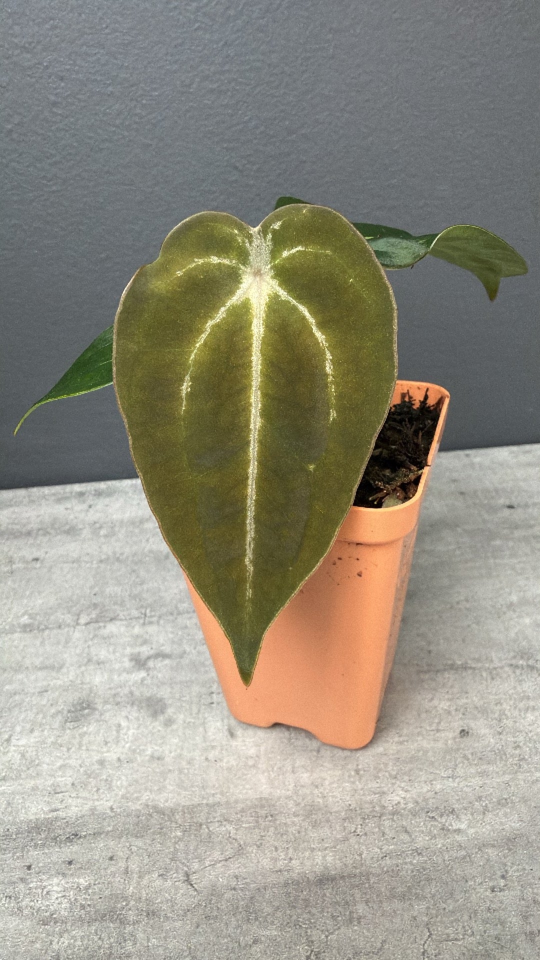 Anthurium Demon x Devil Select