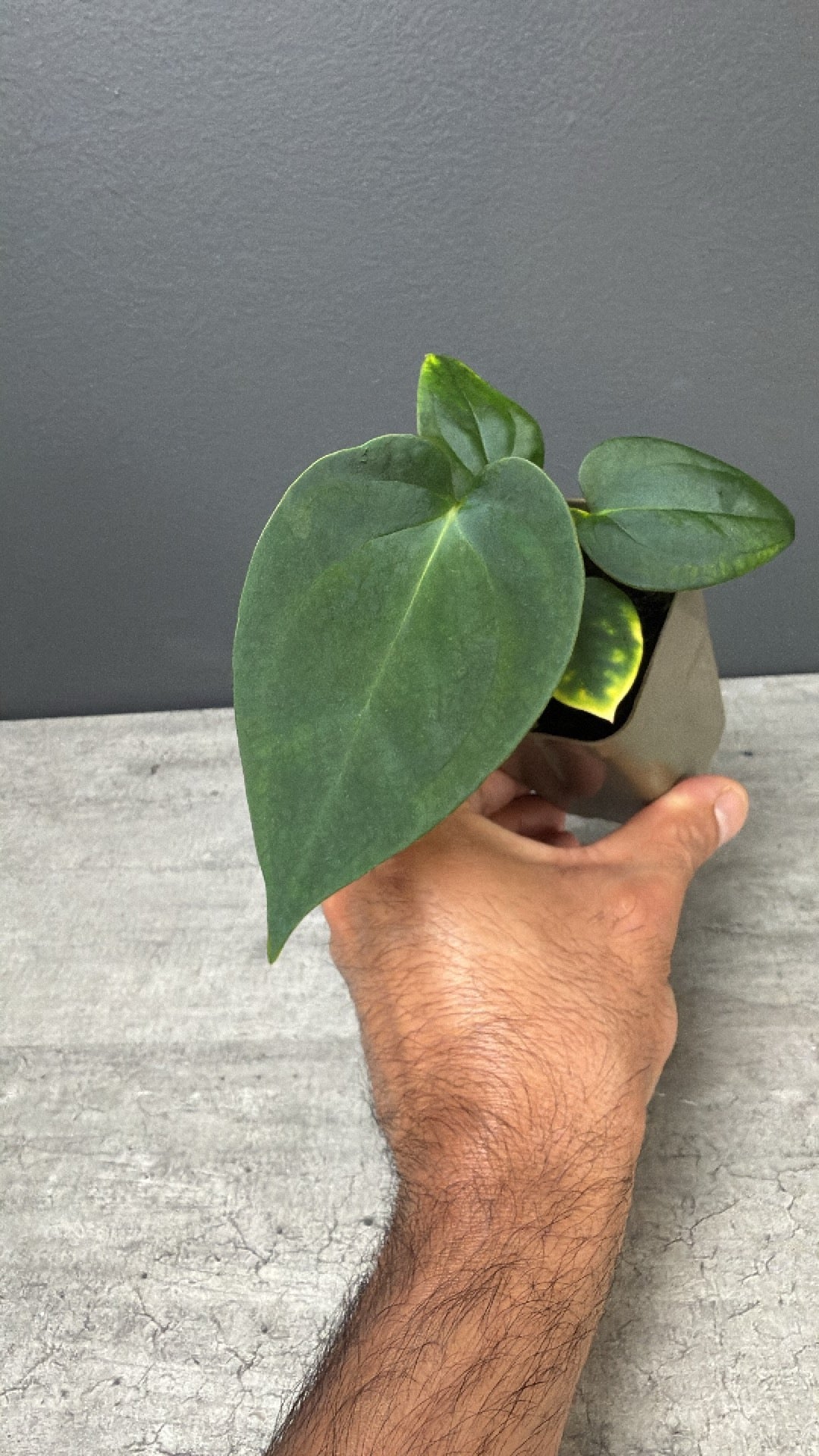 Anthurium papillilaminum 'Guna Yala' x Devil Select