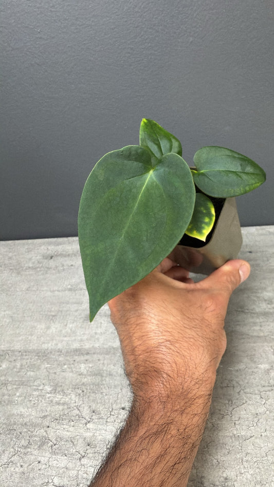 Anthurium papillilaminum 'Guna Yala' x Devil Select