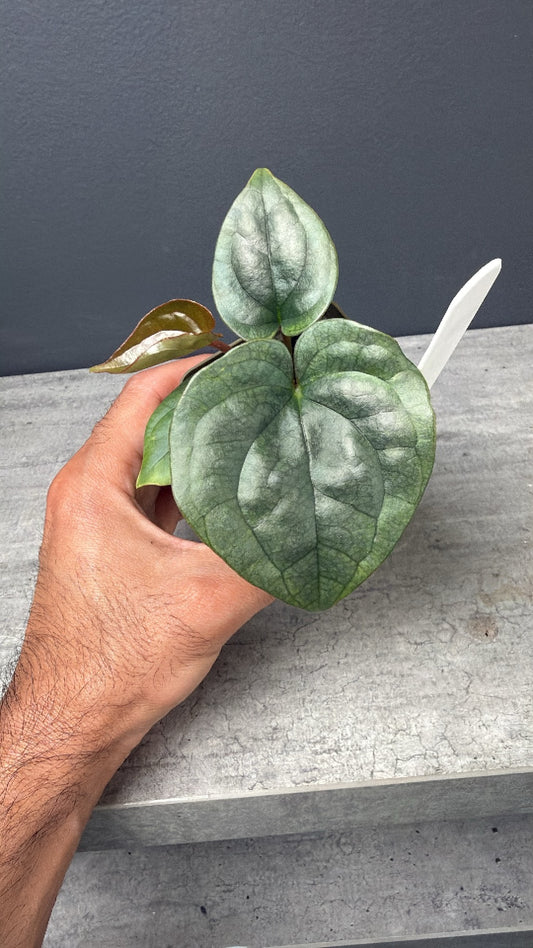 Anthurium (Dorayaki x Luxurians) X Devil Select Silvery