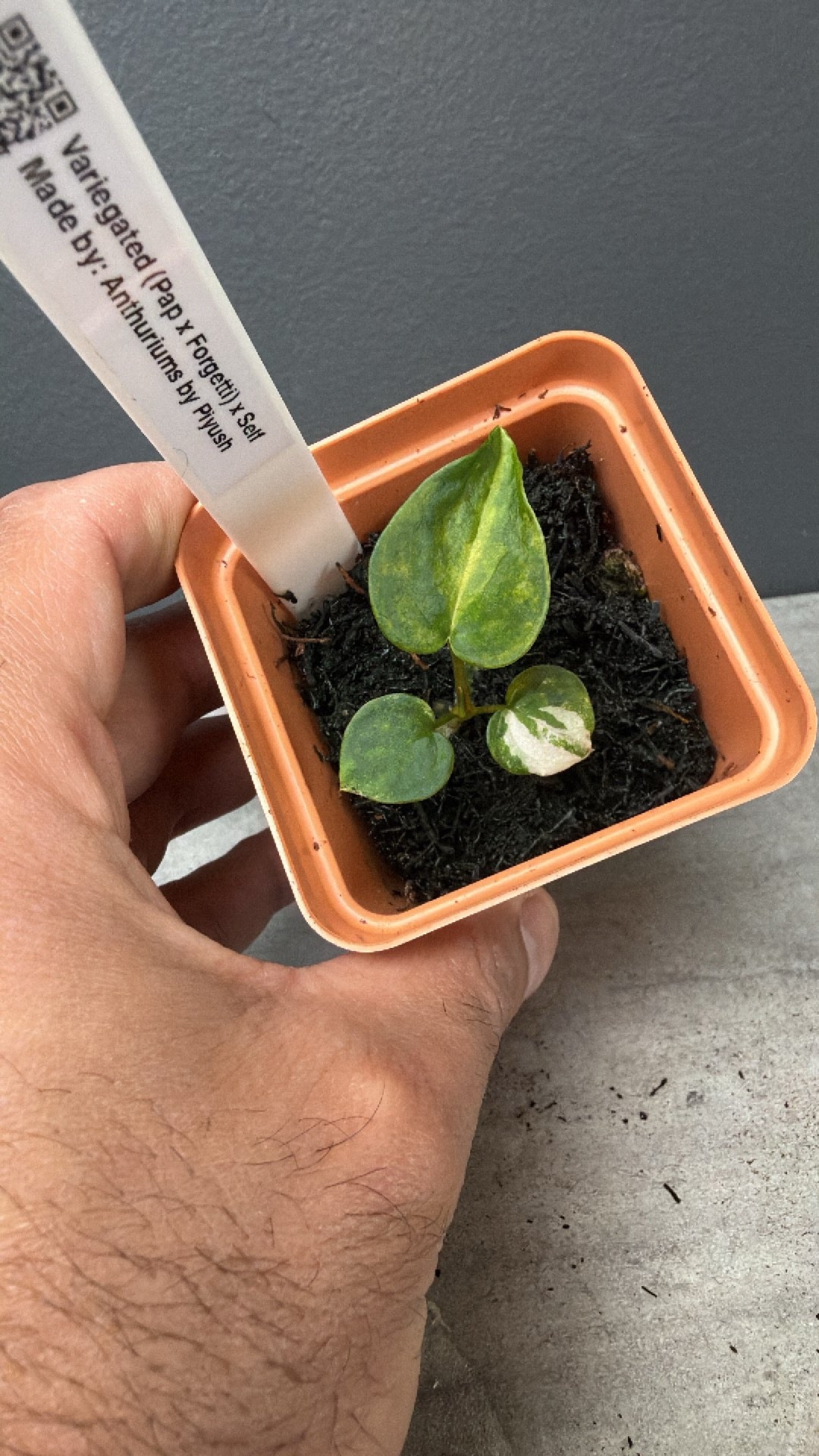Variegated  Round Girl Papillilaminum x Forgetti Self