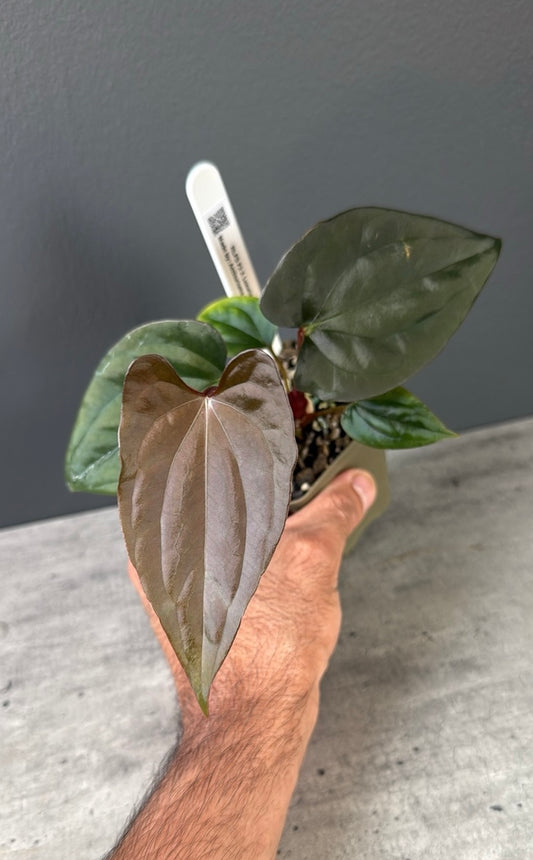 Golden RLFS F2 X Luxurian - A