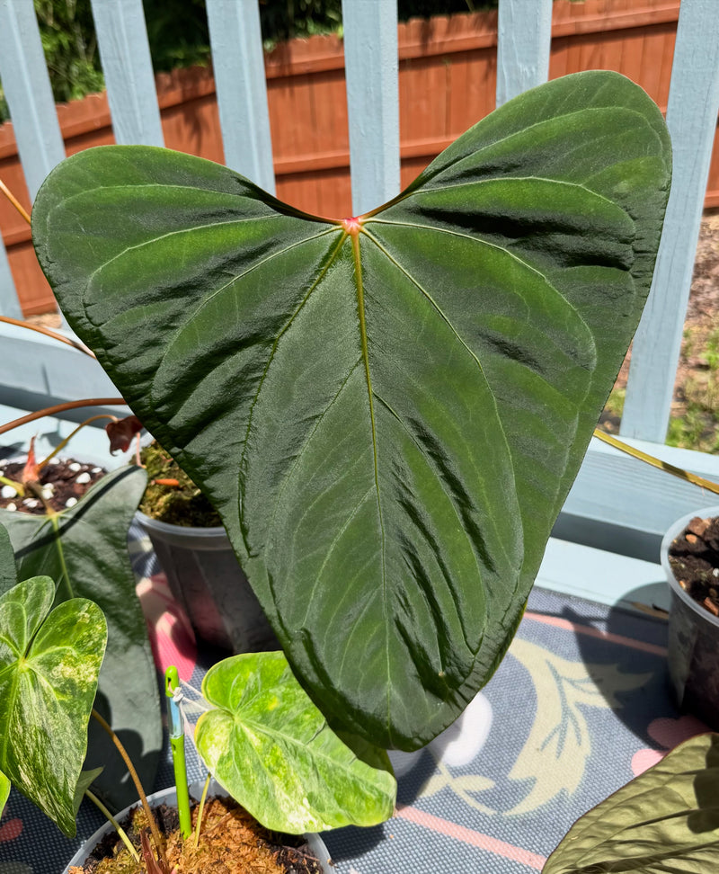 Mr Worldwide (Teo Lineage)