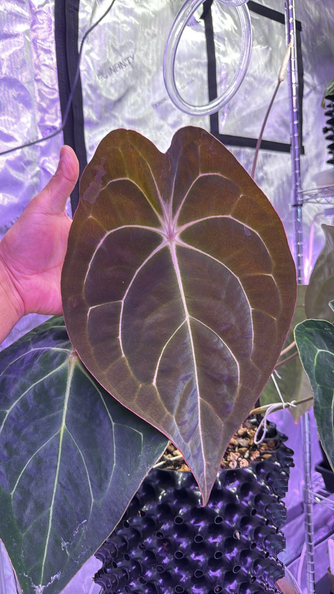Anthurium Demon S1 - Select B