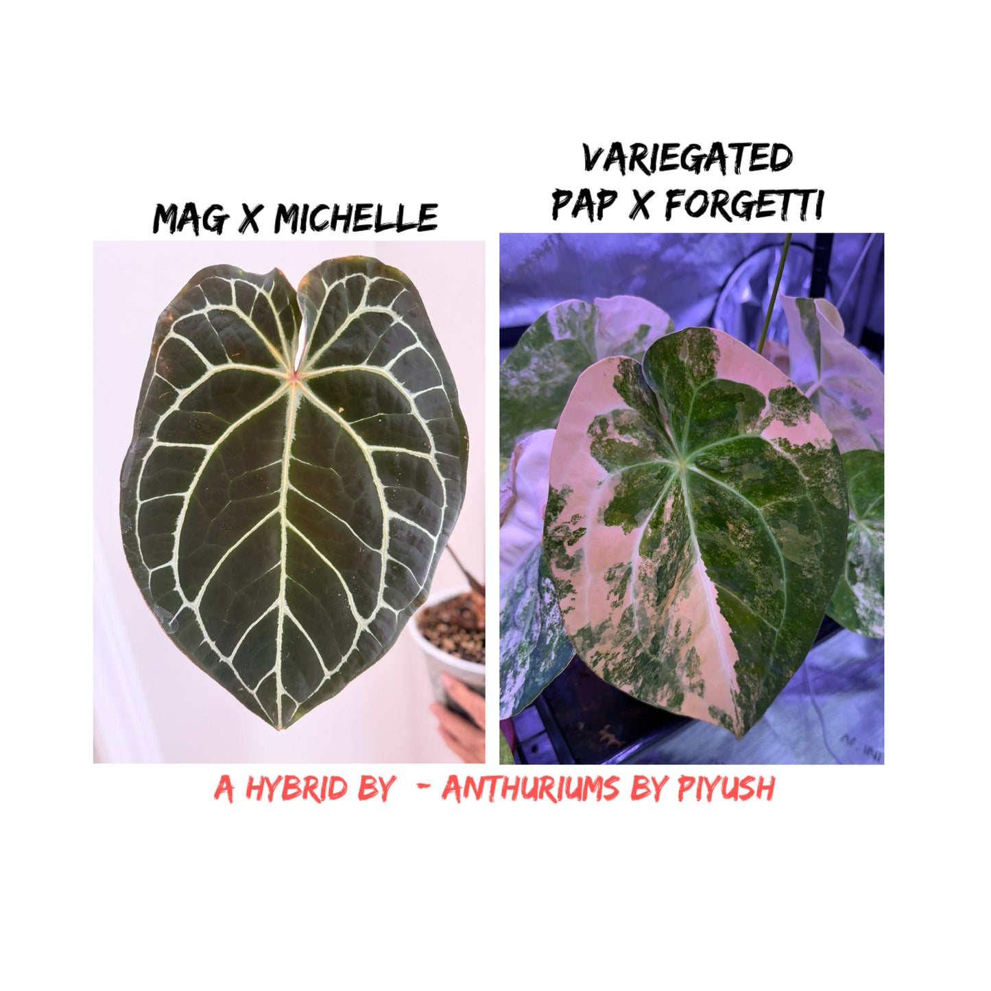 Set of 2 - (Magnificum X Michelle) X (Variegated Pap x Forgetti) - Non-Variegated Seedling