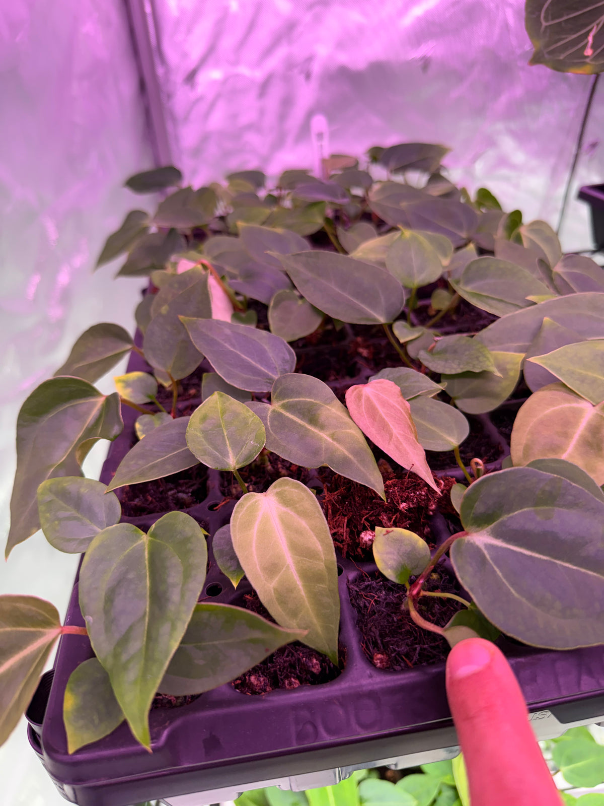 Anthurium NSE Portialle X Frost Pink Lemonade