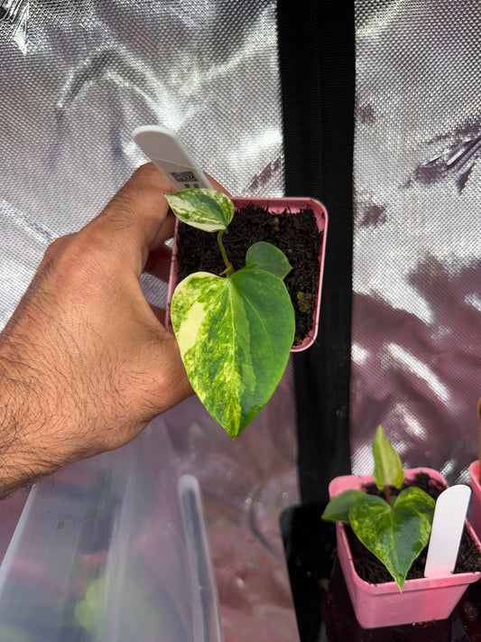 Var Indo Port x X Pink Lemonade S1
