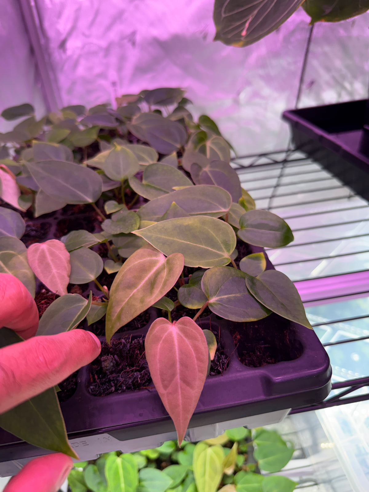 Anthurium NSE Portialle X Frost Pink Lemonade