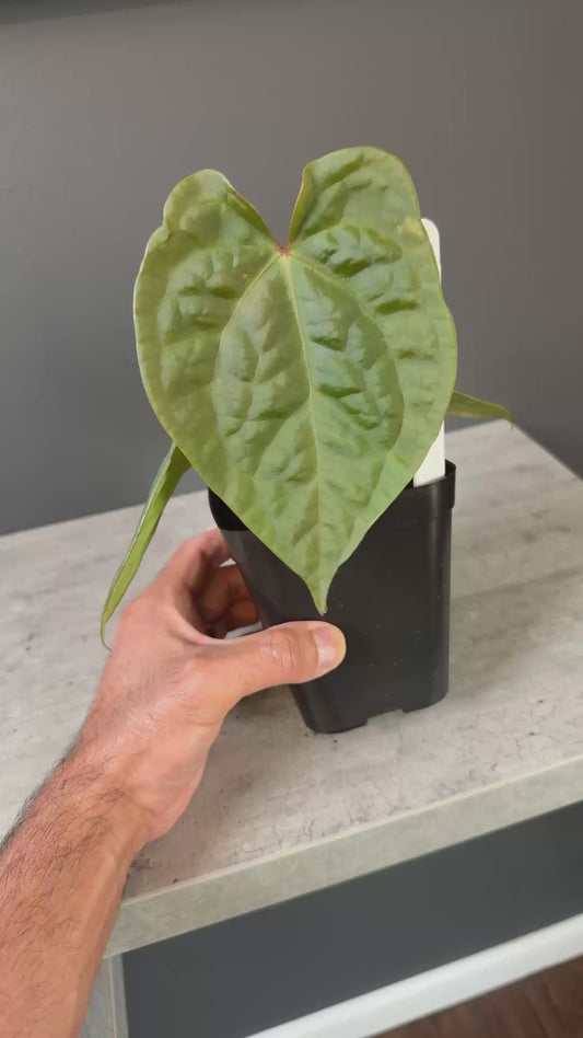 Anthurium (Forgetti x Luxurians) X Demon - Select A