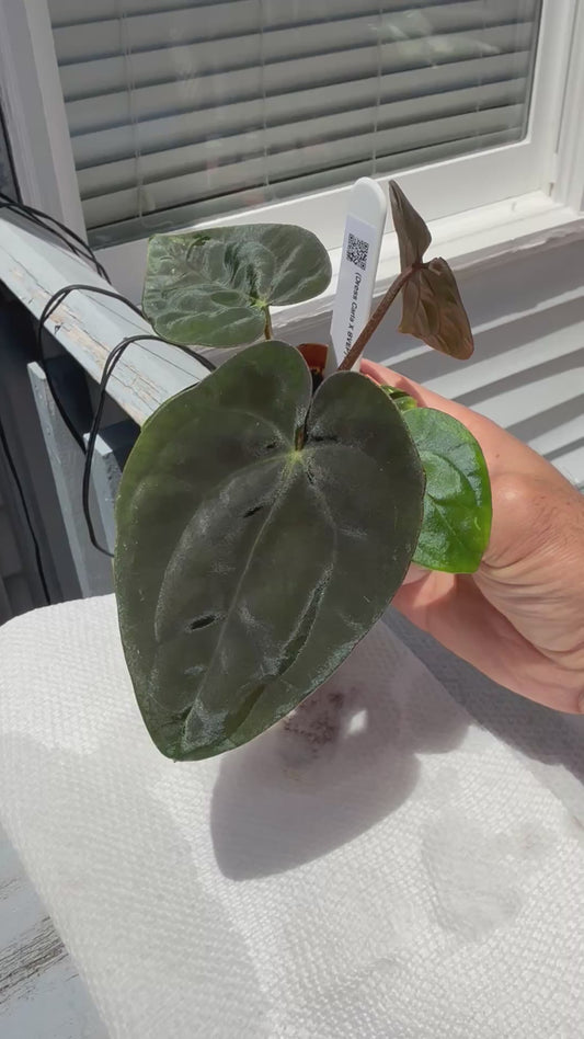 Anthurium (Dress Carla x Dress BVEP) X BVEP - Super Dark A