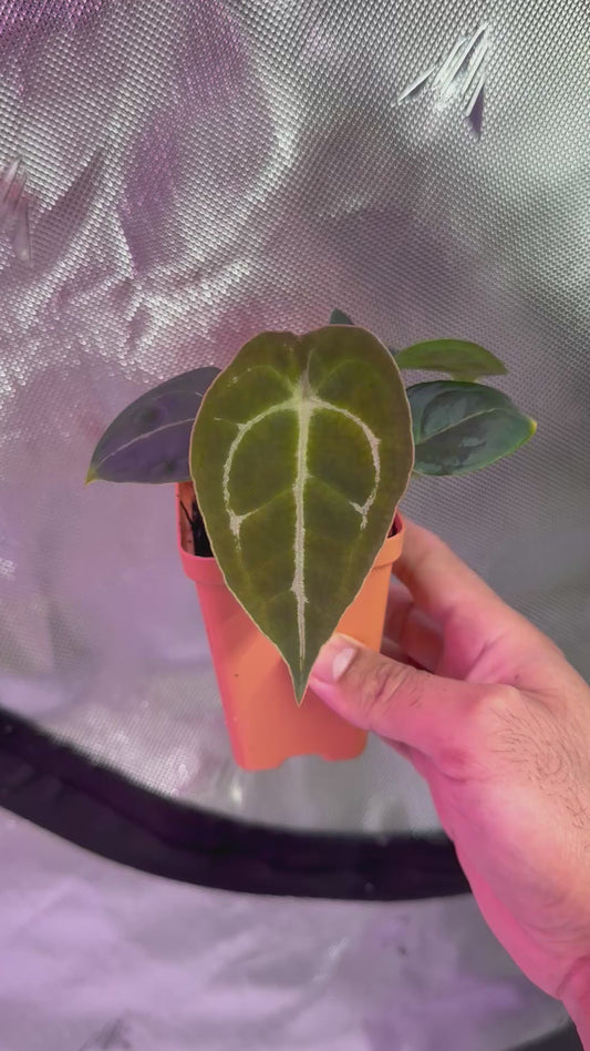 Anthurium Demon x Devil Select D