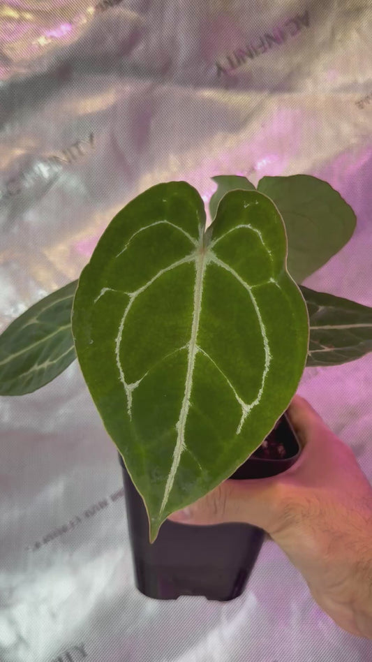 Anthurium Demon S1 - Select B