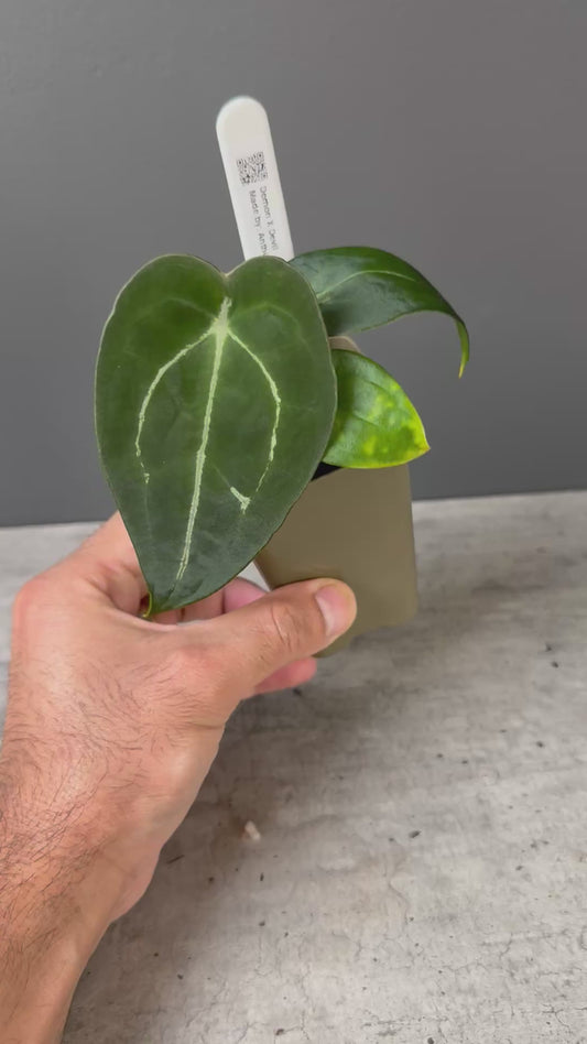 Anthurium Demon x Devil Select C