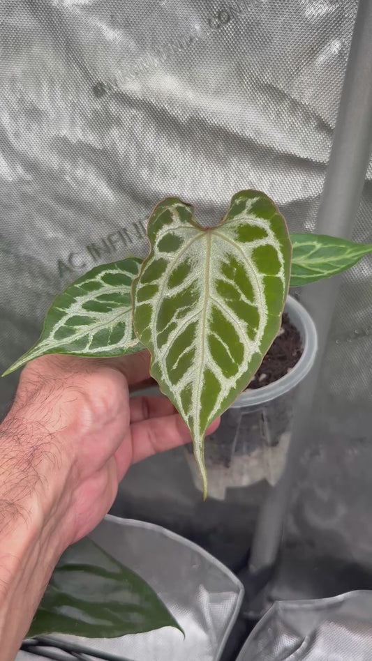 Anthurium (Muchlis x RC) X HU Red Tiger -Select